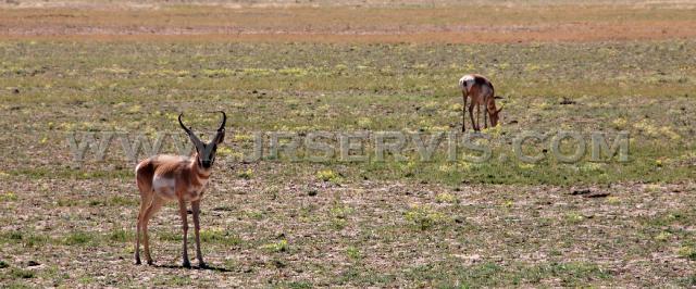 Pronghorns of the Valley.jpg